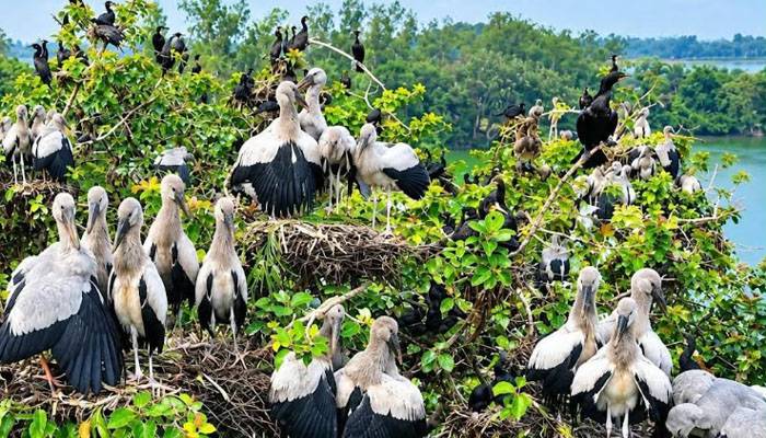 শীতের শুরুতেই উলুপুর দীঘিতে অতিথি পাখির কলরব