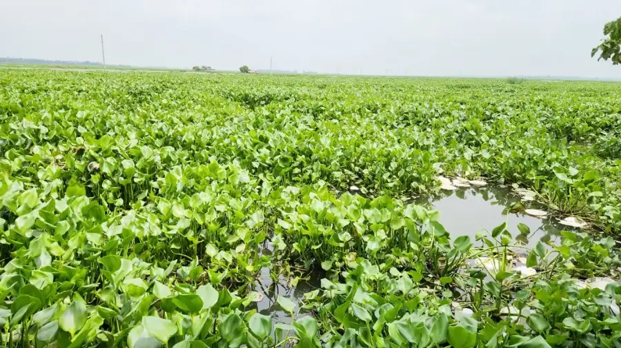 চলনবিলে কচুরিপানার দখল, ২৭ হাজার হেক্টর জমিতে চাষাবাদ অনিশ্চিত